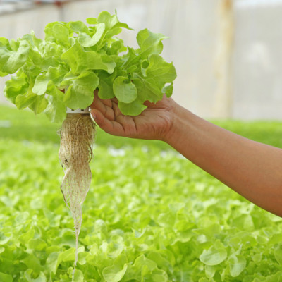 Bột thuỷ canh AB hộp 1 kg (pha 500 đến 1000 lít dung dịch) - hydroponic fertilizer NPK + micronutrient better