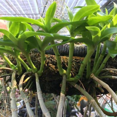 Bộ phân bón hữu cơ sinh học - dịch trùn quế tốt lá và kích thích ra hoa - Bio 01+04(2 chai x 500ml)