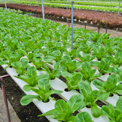 Bột thuỷ canh AB hộp 1 kg (pha 500 đến 1000 lít dung dịch) - hydroponic fertilizer NPK + micronutrient better