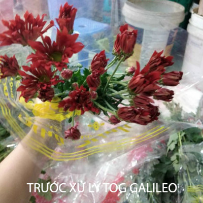 Nước Cắm Hoa Lâu Tàn Israel (Chai 100ml) Dành Cho Vựa Hoa TOG Galileo - Giúp Kiềm Hoa Không Nở và Hoa Tươi Lâu tại vựa hoa