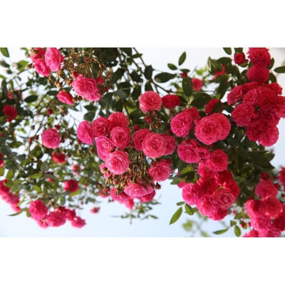 CHẾ PHẨM SINH HỌC REBIO - RENO 500ml Chuyên cải tạo đất, thay thế phân hữu cơ, vô cơ, trị vàng lá thối rễ