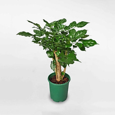 Cây hạnh phúc đặt bàn thân to lá đẹp