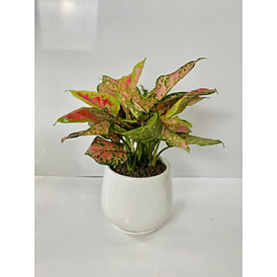 Chậu Cây Để Bàn Nhỏ Văn Phòng (1 bộ chậu và Cây Vạn Lộc Đỏ) cây trong nhà trang trí may mắn