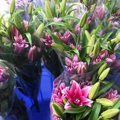 Combo 2 chai dung dịch Bảo Quản Hoa Lily không nở trong 15 ngày tại nhà vườn trồng hoa Growers theo công nghệ xử lý TOG của Israel (dạng nước đậm đặc)