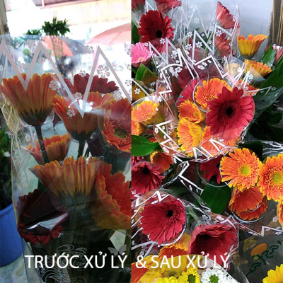 Nước Cắm Hoa Lâu Tàn Israel (Chai 100ml) Dành Cho Vựa Hoa TOG Galileo - Giúp Kiềm Hoa Không Nở và Hoa Tươi Lâu tại vựa hoa