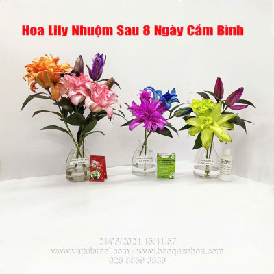 Thuốc Nước Nhuộm Hoa Lily  (chai đậm đặc 100ml pha 1L nước màu hoàn chỉnh) công nghệ Israel nhuộm hoa lily cánh mỏng mà không bị cháy lá hoa