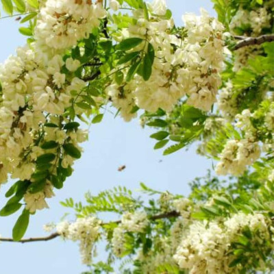 Trà thảo dược hòa tan Hoa Cúc Nụ Hòe Hygie