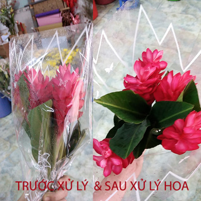 Nước Cắm Hoa Lâu Tàn Israel (Chai 100ml) Dành Cho Vựa Hoa TOG Galileo - Giúp Kiềm Hoa Không Nở và Hoa Tươi Lâu tại vựa hoa