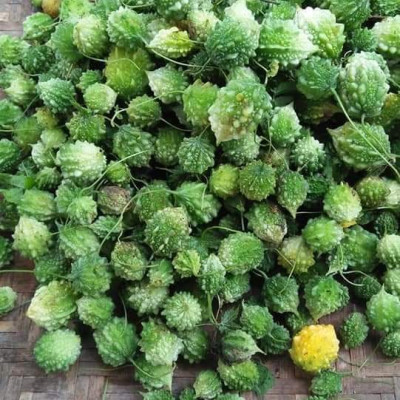 Đặc Sản Kon Tum - Khổ qua rừng nguyên trái hỗ trợ tiểu đường hiệu quả - OCOP 3 Sao