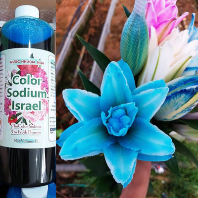 Màu Nhuộm Hoa Tươi Cắt Cành Công Nghệ Israel The Color Sodium (Chai 1 lít) là chế phẩm sinh học an toàn dùng đổi màu hoa tươi tại nhà và shop hoa