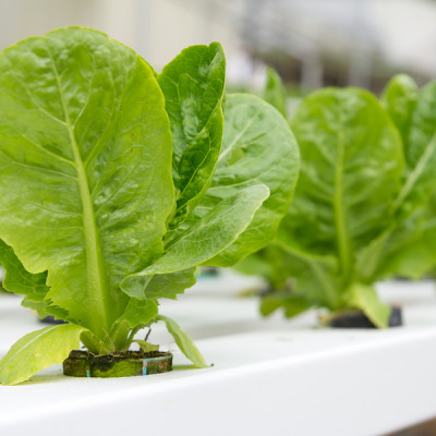 Bột thuỷ canh AB hộp 1 kg (pha 500 đến 1000 lít dung dịch) - hydroponic fertilizer NPK + micronutrient better