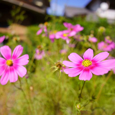 ống kính máy ảnh hiệu Tamron AF 20mm F/2.8 Di III OSD - cho Sony E (F050) - HÀNG CHÍNH HÃNG