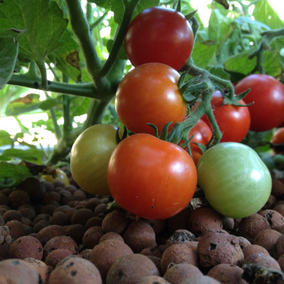 Bột thuỷ canh AB hộp 1 kg (pha 500 đến 1000 lít dung dịch) - hydroponic fertilizer NPK + micronutrient better