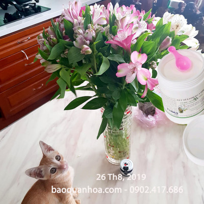 Thuốc cắm hoa lâu tàn Longlife SG nhập khẩu Israel (dạng bột Hủ 1 KG pha 100 L nước) giúp hoa cắm xốp tại Shop Hoa Florist tươi gấp 2 lần và hạn chế thay hoa định kỳ