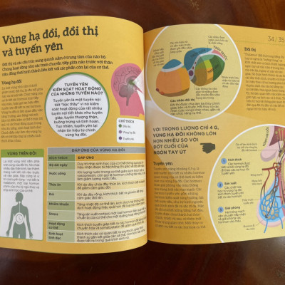 HIỂU HẾT VỀ NÃO BỘ - TỦ SÁCH DK -