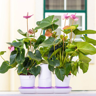 Chậu Cây Tự Dưỡng Thông Minh nhập khẩu Bồ Đào Nha giúp cây trồng tự động tưới, tự bón phân và dành cho người bận rộn nhưng yêu thiên nhiên