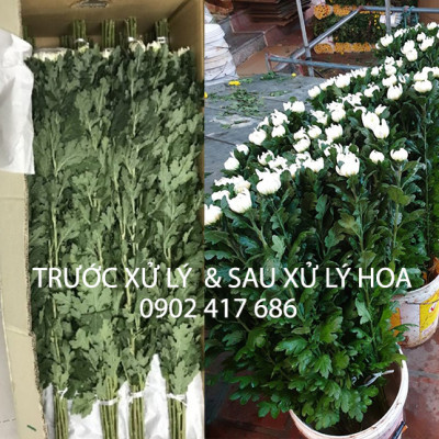 Nước Cắm Hoa Lâu Tàn Israel (Chai 100ml) Dành Cho Vựa Hoa TOG Galileo - Giúp Kiềm Hoa Không Nở và Hoa Tươi Lâu tại vựa hoa