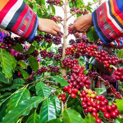 Cà Phê MOHODO Volcanic Cafe Hòa Tan 4in1 Nguyên Chất Tiện Lợi Đậm Vị Núi Lửa Chư Đăng Ya Hộp 216G