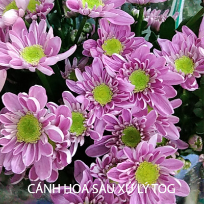 Nước Cắm Hoa Lâu Tàn Israel (Chai 100ml) Dành Cho Vựa Hoa TOG Galileo - Giúp Kiềm Hoa Không Nở và Hoa Tươi Lâu tại vựa hoa