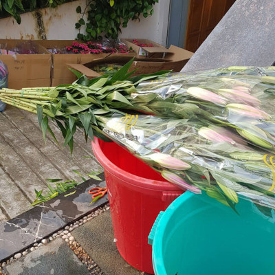 Combo 2 chai dung dịch Bảo Quản Hoa Lily không nở trong 15 ngày tại nhà vườn trồng hoa Growers theo công nghệ xử lý TOG của Israel (dạng nước đậm đặc)