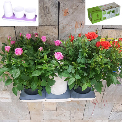 Chậu Cây Tự Dưỡng Thông Minh nhập khẩu Bồ Đào Nha giúp cây trồng tự động tưới, tự bón phân và dành cho người bận rộn nhưng yêu thiên nhiên