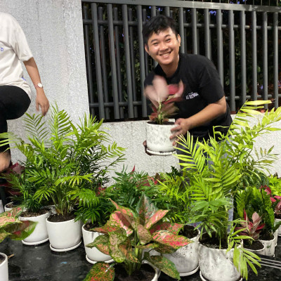 Chậu Cây Để Bàn Nhỏ Văn Phòng (1 bộ chậu và Cây Vạn Lộc Đỏ) cây trong nhà trang trí may mắn