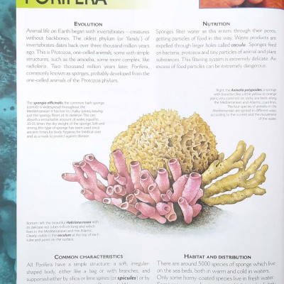 The Big book of Animals