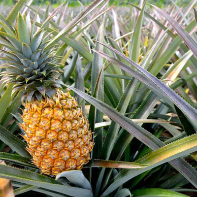 Thơm trái Tiền Giang