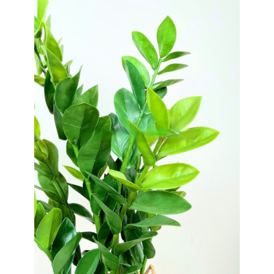 Cây kim tiền, kim phát tài giả - cao 90cm - Cây giả, hoa lụa Decor trang trí nhà cửa