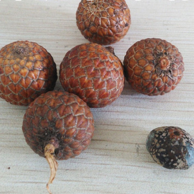 VÒNG TAY CHUỖI 108 HẠT BỒ ĐỀ TINH NGUYỆT 6x8mm TỰ NHIÊN