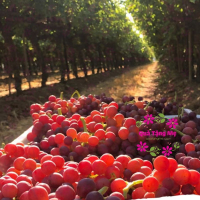 Nho khô Sunview Raisins Mỹ không hạt 3 màu giàu Vitamin khoáng chất, tốt cho tim mạch (425g/hộp) - QuaTangMe Extaste