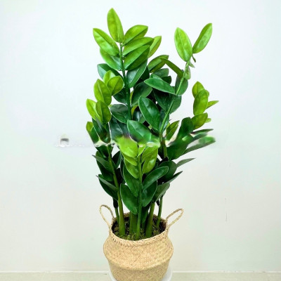 Cây kim tiền, kim phát tài giả - cao 90cm - Cây giả, hoa lụa Decor trang trí nhà cửa