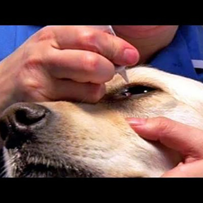 Dung dịch nhỏ mắt trị viêm mắt chó mèo genta drop 10ml