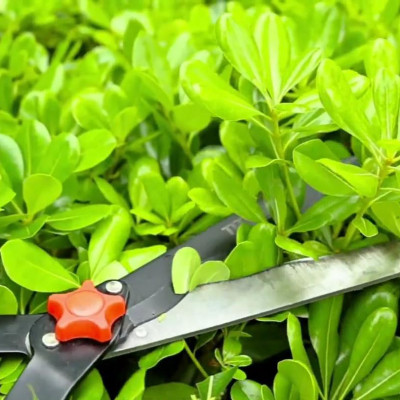 KÉO CẮT TỈA CÀNH LÀM VƯỜN TOTAL THTS1516306 - HÀNG CHÍNH HÃNG