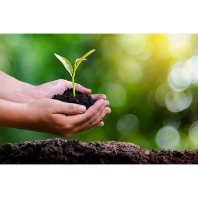 Dĩa giấy tròn bã mía Thái Lan 23cm (10 cái/xấp) - thương hiệu Gracz