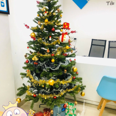 Cây thông noel màu xanh cao 240cm - Đế sắt, tán dày và đẹp, cây thông chắc chắn và dể tháo lắp