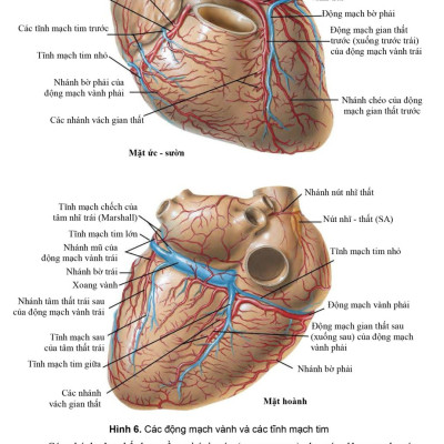 BENITO - Giải phẫu người (2023)