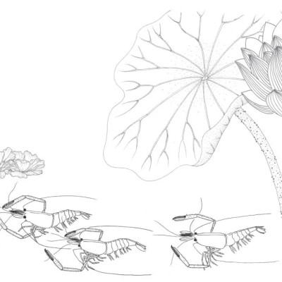 Sách Tô Màu Chữa Lành - Trong Đầm Gì Đẹp Bằng Sen - Sách Tô Màu - THA