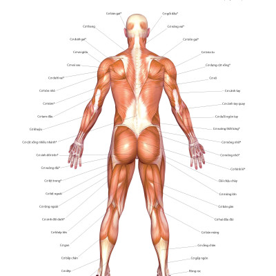 501 Bài Tập Giảm Cân Và Giữ Dáng