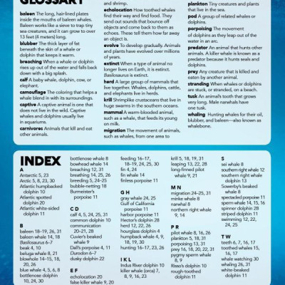 My Best Book Of Whales And Dolphins