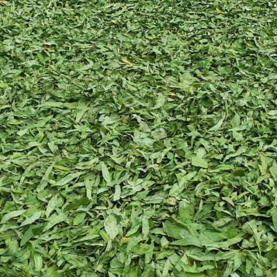 Nhang sạch Dương Minh hộp 180cây 30cm 100% thành phần tự nhiên hương nhang dịu nhẹ ít khói dùng thờ cúng thắp hương, thư giãn, thanh lọc không khí