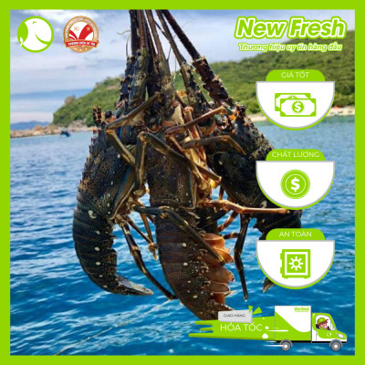 [GIAO NHANH HCM] Tôm Hùm Bông Đông Lạnh - 1 Con 1Kg