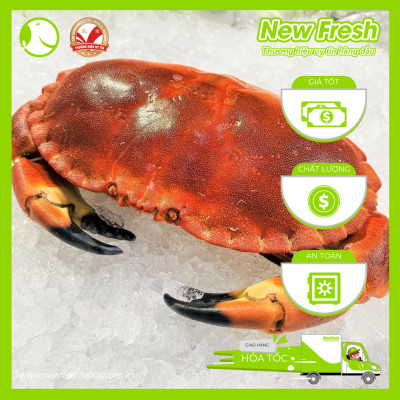 [GIAO NHANH HCM] Cua Nâu Nauy Siêu Gạch Đông Lạnh - 1 Con 500Gr