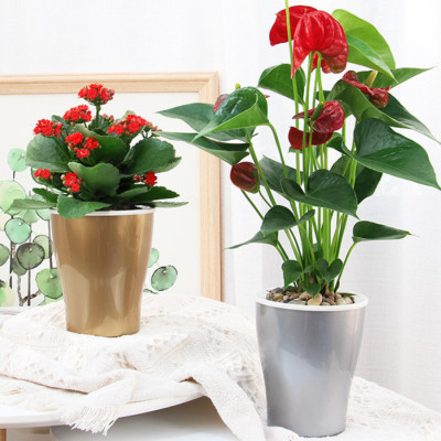 Chậu tự tưới W09 Monrovia, chất liệu nhựa PP, thiết kế tráng bạc sang trọng, màu sắc tinh tế