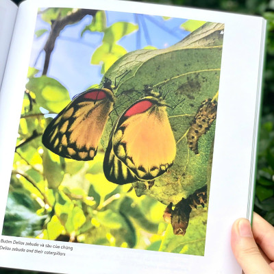 (Sách Song Ngữ) KHÁM PHÁ VIỆT NAM XANH: LINH HỒN CÁNH MỎNG – Chạm Vào Vẻ Đẹp Mong Manh Của Những Sinh Linh Nhỏ Bé - Phạm Thanh Kiều Trang - Alpha Books