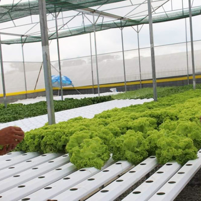 MIẾNG DÁN VÀNG BẪY CÔN TRÙNG NHẬP KHẨU ISRAEL DÙNG TRONG NÔNG NGHIỆP SẠCH NHƯ RAU THỦY CANH, RAU KHÍ CANH VÀ NÔNG NGHIỆP SẠCH (SET 20 ME2T DÀI). Kích thước ngang 0.18M x Dài 20M trải nghiệm