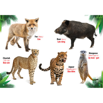 Từ Điển - Thư Viện hình Ảnh Đầu tiên của bé - Thế Giới Động Vật - Chữ Cái Và Số Đếm - Hoa Rau Củ Quả ( bộ 3 cuốn )