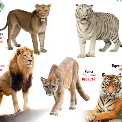 Từ Điển - Thư Viện hình Ảnh Đầu tiên Của Bé - Thế Giới Động Vật - Chữ Cái Và Số Đếm - Hoa Rau Củ Quả ( Bộ 3 cuốn )