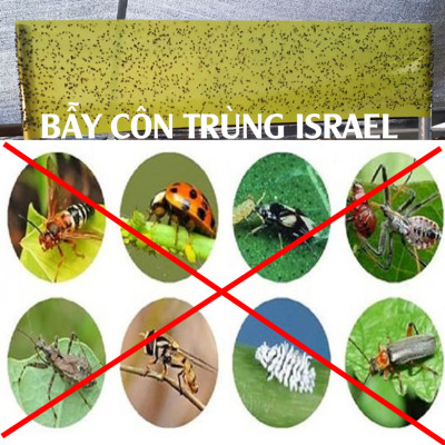 25 Miếng Bẫy Ruồi Vàng, Bẫy Côn Trùng gây hại rau sạch và cây ăn trái tại nhà nhập khẩu Israel Sticky Yellow Roll 