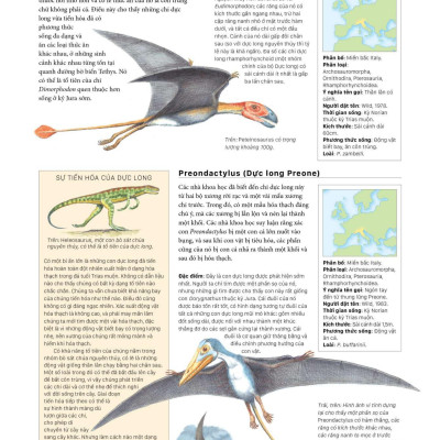 Sách - Bách Khoa Khủng Long Toàn Tập - Bìa Cứng